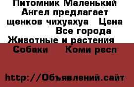 Питомник Маленький Ангел предлагает щенков чихуахуа › Цена ­ 10 000 - Все города Животные и растения » Собаки   . Коми респ.